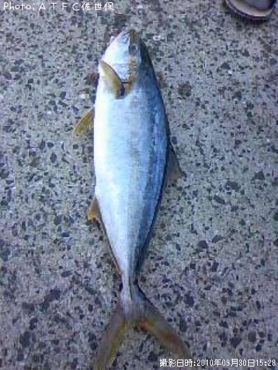 �ҥ饴