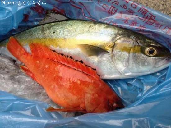 ʿ���ʥҥ饴��