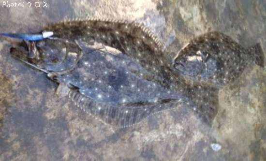 �ҥ��Υ��֥�ҥå�