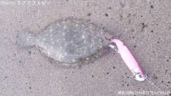 �ҥ��ʥ�����