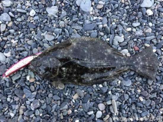 �ҥ��ʥ�����