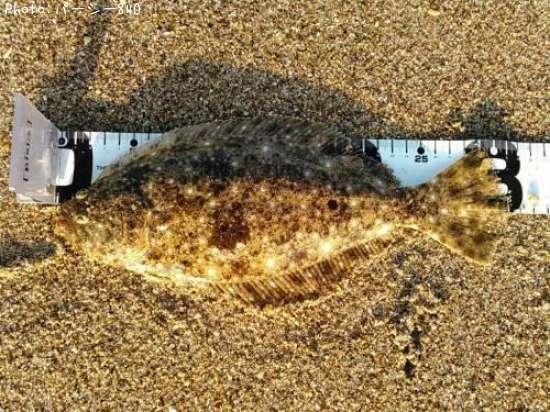 �ҥ��ʥ�����