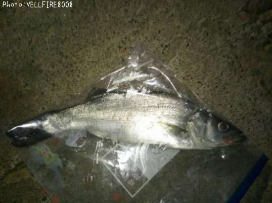 �ҥ饻����