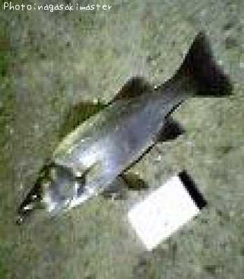 �ҥ饻����