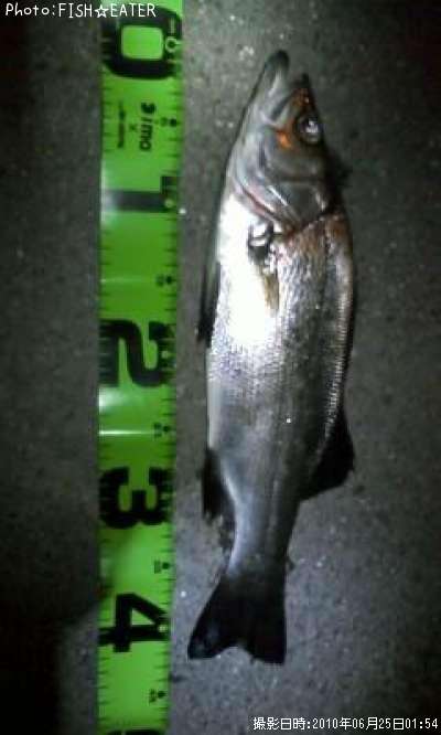 �ҥ饻����