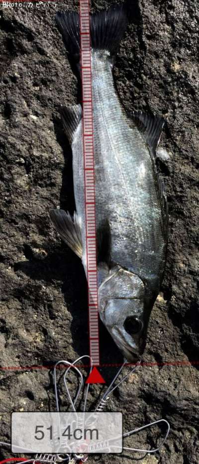 �ҥ饻����