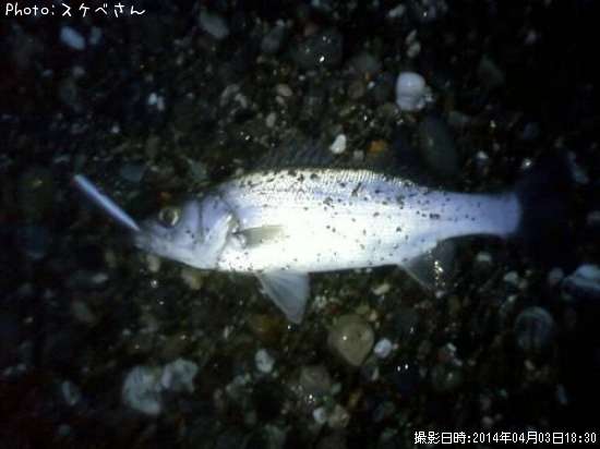 �ҥ饻����