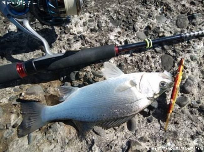 �ҥ饷���Х�