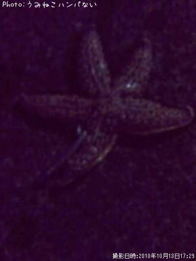 �ҥȥ�