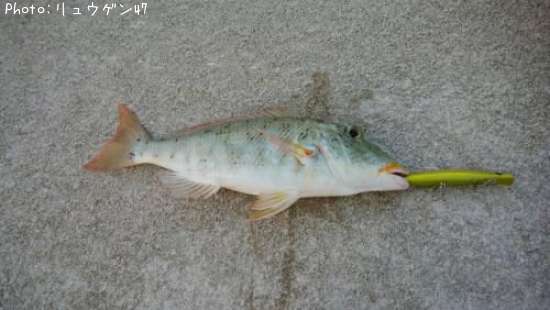 �ۥ����������ӡʥ���