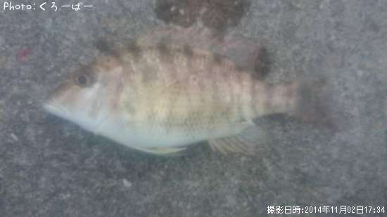 �ۥ����������ӥ�