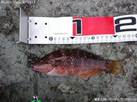 �ۥ������Υϥ٥�