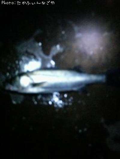 �ۥ�������