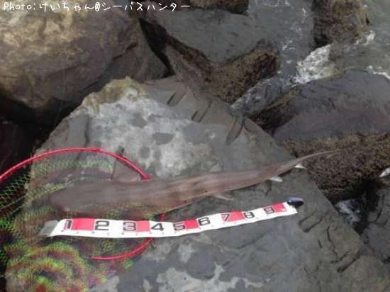 �ۥ�����