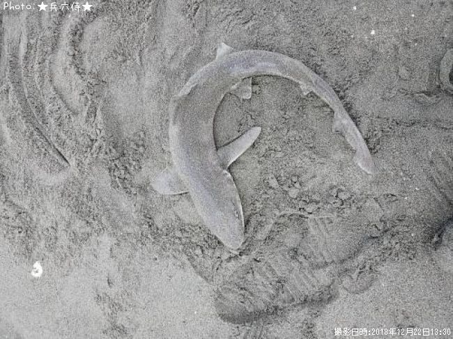 �ۥ�����