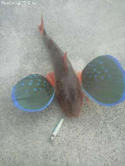 �ۥ��ܥ������ޥ�