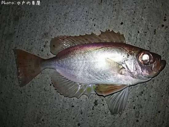 �ۥ���������ȥ�