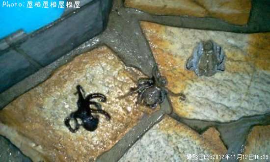 �����������ޥ���