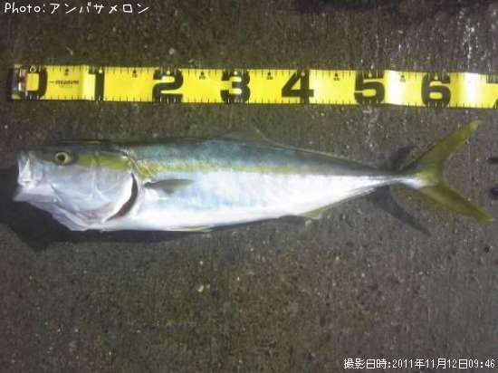 ���ʤ�����