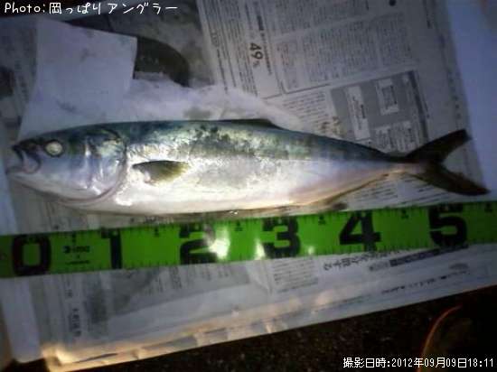 ���ʥ��ۤ�