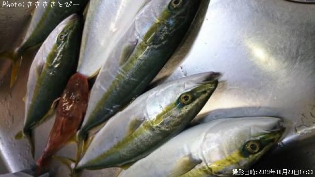 ���ʥ����ۥ��ܥ�