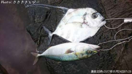 ���ʥ������ȥҥ�����