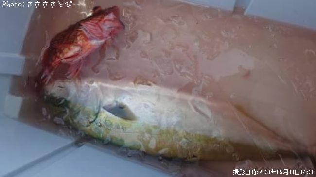 ���ʥ������������ϥ�������