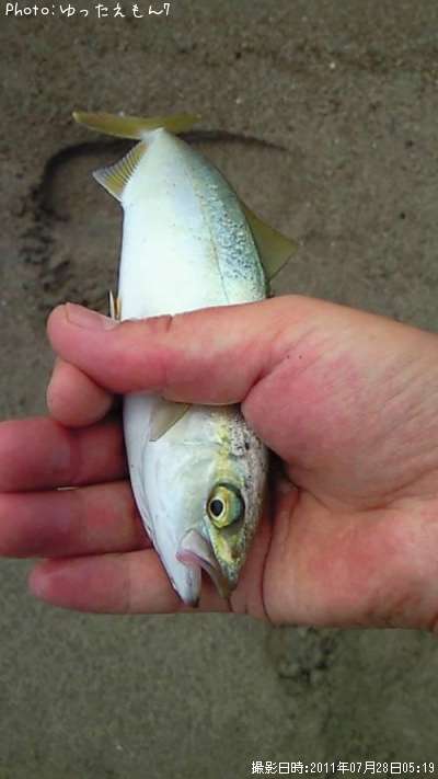 ���ʥ��λ�