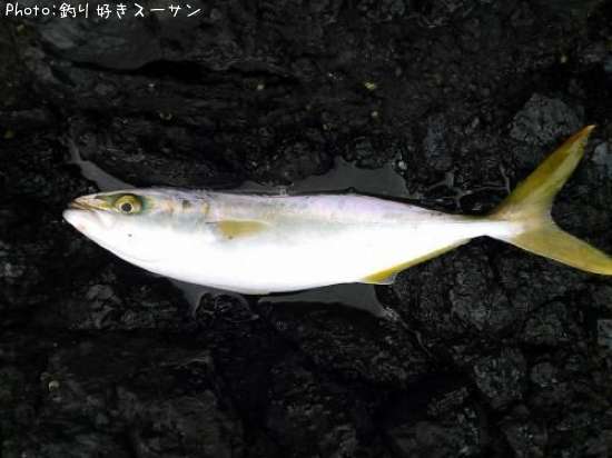 ���ʥ��ξ��������