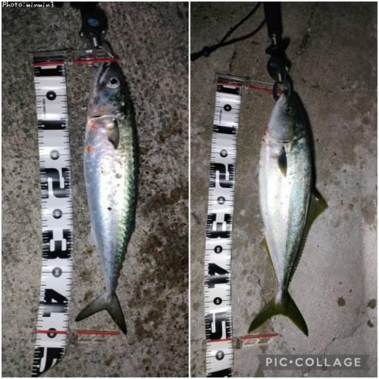 ���ʥ�������