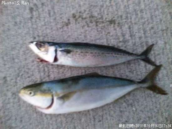 ���ʥ�������