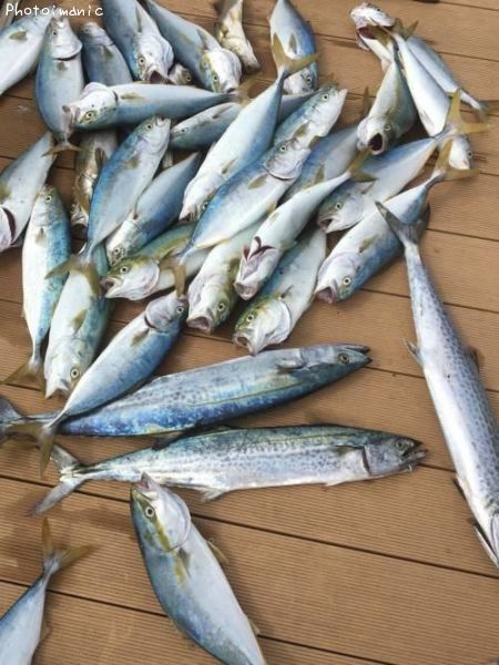 ���ʥ���������������顡�����Х�