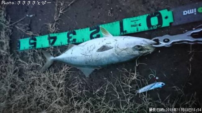 ���ʥ��������Х�