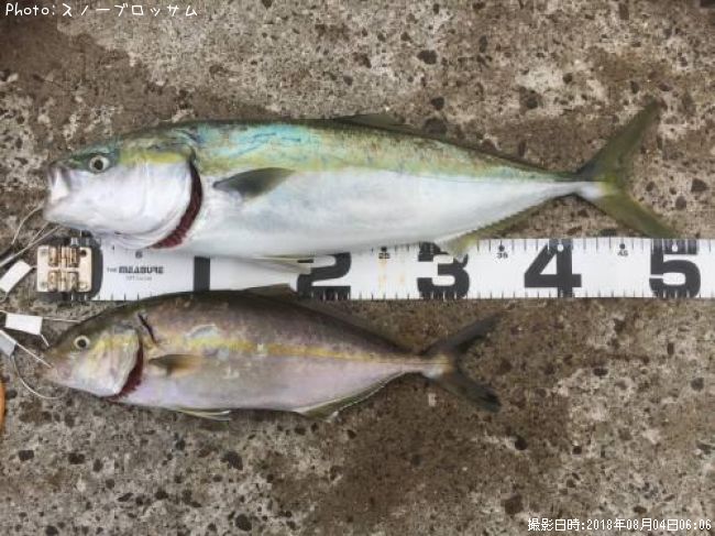 ���ʥ������祴