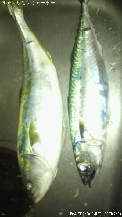 ���ʥ��ȥ���