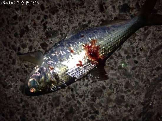 ���ʤä���