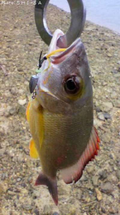 ���ʥ���