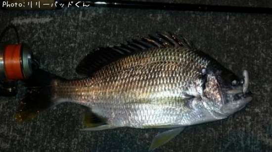 �����������Τ��֤���