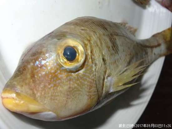 ���Ρ���롼�ڥ��ȥե��ե���