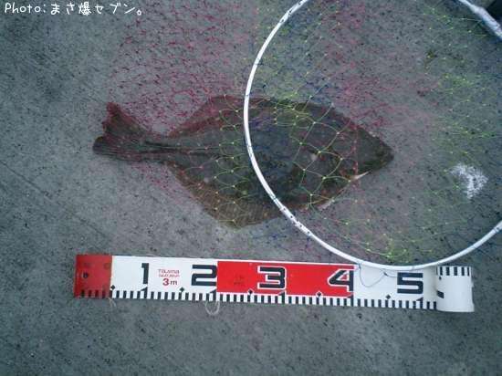 �������쥤