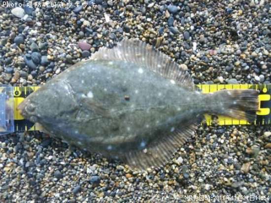 �������쥤