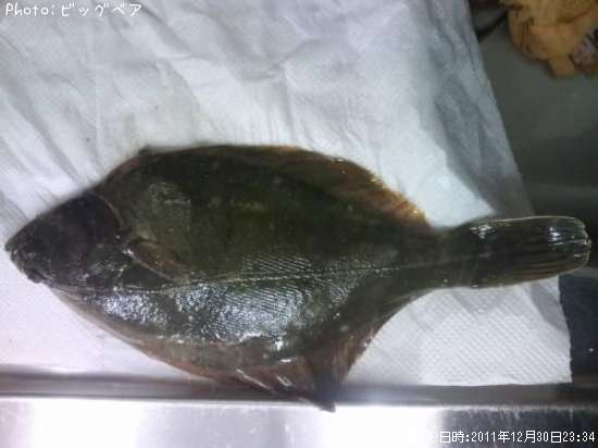 �������쥤