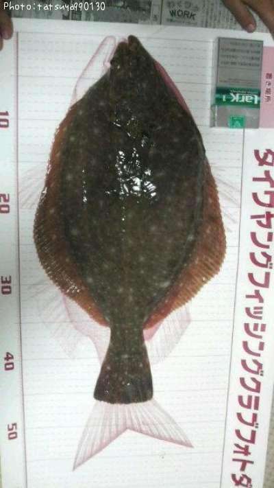 �������쥤