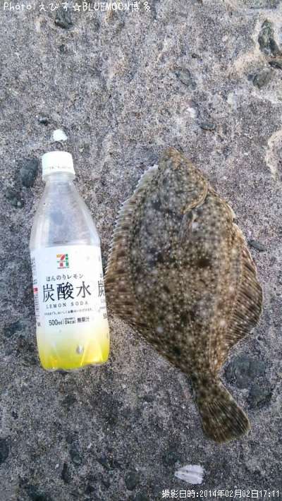 �������쥤