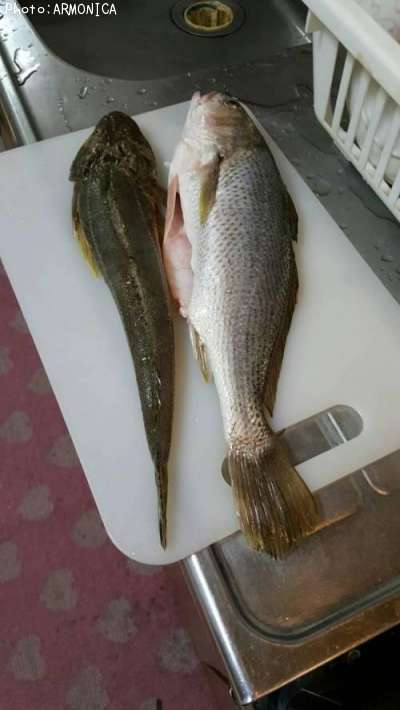 ����������ޥ���