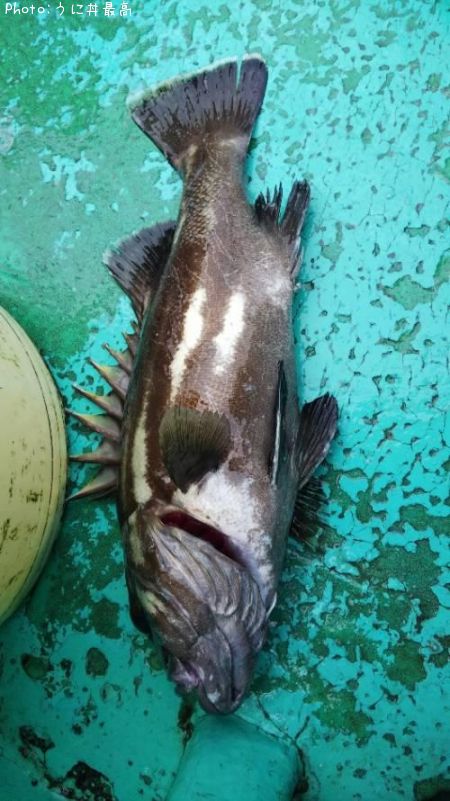 �����ʥ�