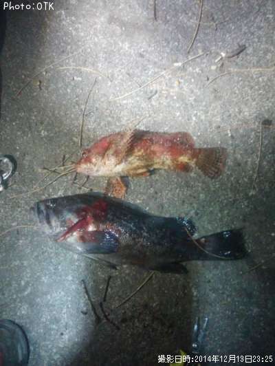 �֤�������