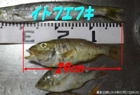 ���ȥե��ե�