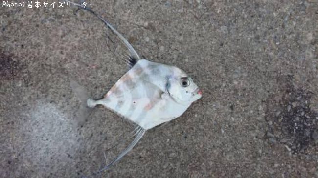 ���ȥҥ�����