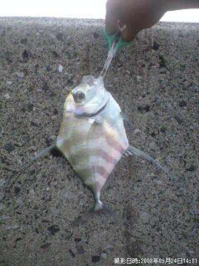 ���ȥҥ�����